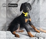 Small #4 Doberman Pinscher