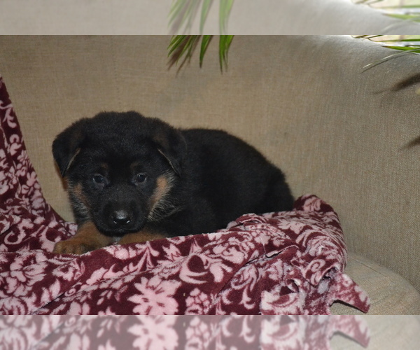 Medium Photo #4 German Shepherd Dog Puppy For Sale in GREENWOOD, WI, USA