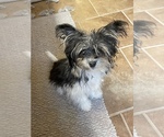 Small Morkie