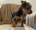 Small #14 Yorkshire Terrier