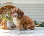 Small Photo #30 Aussiedoodle Miniature  Puppy For Sale in MILLERSBURG, OH, USA