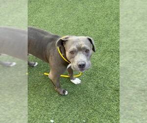 Mutt Dogs for adoption in Las Vegas, NV, USA