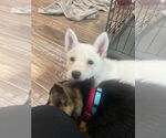 Small #1 German Shepherd Dog Mix