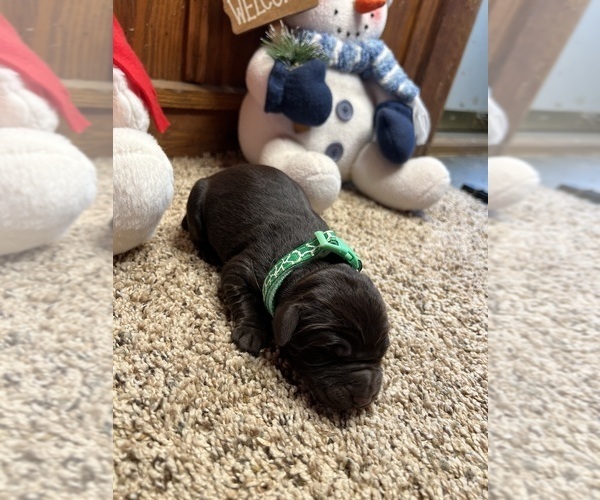 Medium Photo #3 Labrador Retriever Puppy For Sale in NEOLA, WV, USA