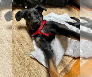 Rocket Freedom *LOCAL* *MEET ME* - Male Labrador Retriever-Unknown Mix Dog for Adoption - Photo #3