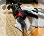 Small Photo #3 Labrador Retriever-Unknown Mix Puppy For Sale in Wakefield, RI, USA