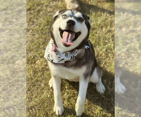 Medium Photo #4 Siberian Husky Puppy For Sale in Severn, MD, USA