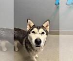 TINY - Female Siberian Husky-Unknown Mix Dog for Adoption - Small photo