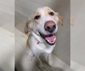 Labrador Retriever Dogs for adoption in Bakersfield, CA, USA