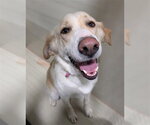 *GOLDIE - Female Labrador Retriever Dog for Adoption - Small photo