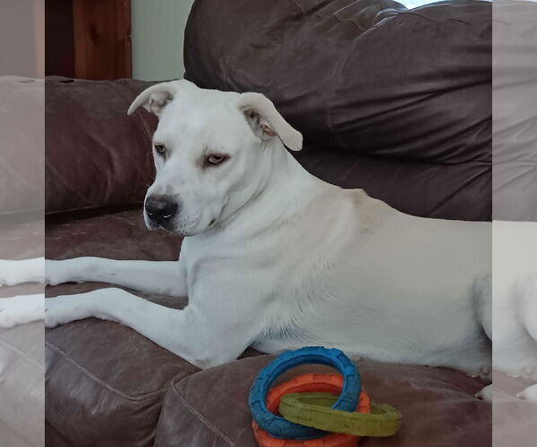 Medium Photo #2 Labrador Retriever-Unknown Mix Puppy For Sale in Coldwater, MI, USA