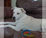 Small #1 Labrador Retriever Mix