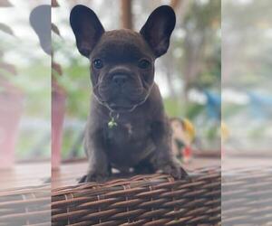 French Bulldog Puppy for sale in LOS ANGELES, CA, USA