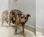 Small German Shepherd Dog Mix