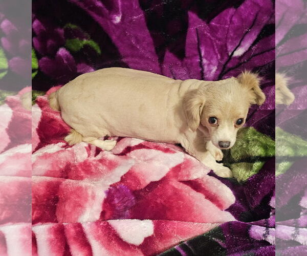 Medium Photo #2 Chiweenie Puppy For Sale in Oakhurst, NJ, USA