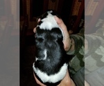 Small Photo #2 English Springer Spaniel Puppy For Sale in MAPLE PLAIN, MN, USA