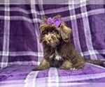 Small #5 ShihPoo