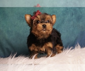 Yorkshire Terrier Puppy for sale in WARSAW, IN, USA