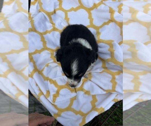 Medium Photo #6 Miniature Australian Shepherd Puppy For Sale in BUSH, LA, USA