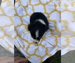 Small Photo #6 Miniature Australian Shepherd Puppy For Sale in BUSH, LA, USA