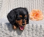 Small Photo #49 Dachshund Puppy For Sale in GOSHEN, IN, USA