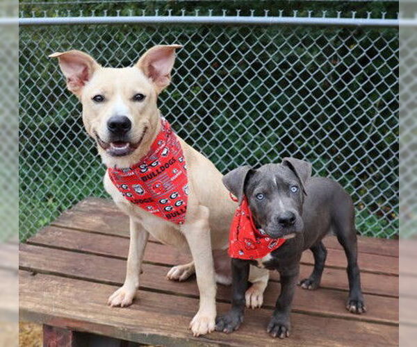 Medium Photo #2 Mutt Puppy For Sale in Rockaway, NJ, USA