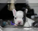 Small Photo #14 French Bulldog Puppy For Sale in SPOKANE, WA, USA