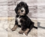 Small #14 Bernedoodle