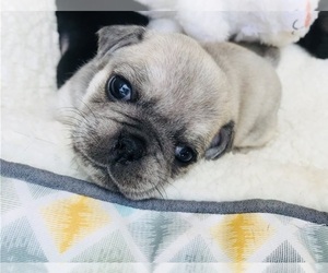 Pug Puppy for sale in ARLINGTON HEIGHTS, IL, USA