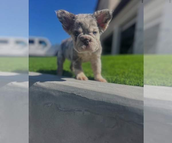 Medium Photo #3 French Bulldog Puppy For Sale in MEMPHIS, TN, USA