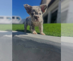 Small Photo #3 French Bulldog Puppy For Sale in MEMPHIS, TN, USA