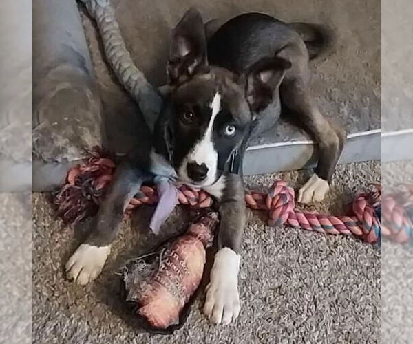 Medium Photo #2 Huskies -Unknown Mix Puppy For Sale in Clarkston, MI, USA