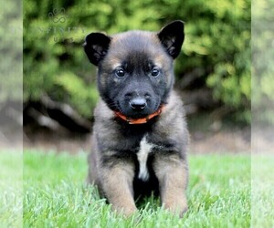 Belgian Malinois Puppy for Sale in RONKS, Pennsylvania USA