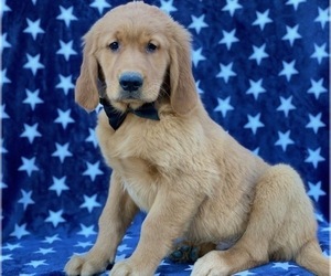 Golden Retriever Puppy for sale in LANCASTER, PA, USA