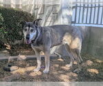 Small #1 German Shepherd Dog-Siberian Husky Mix