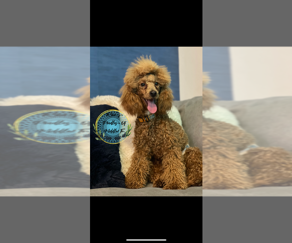 Medium Photo #1 Goldendoodle (Miniature) Puppy For Sale in NASHVILLE, TN, USA