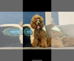 Small Photo #1 Goldendoodle (Miniature) Puppy For Sale in NASHVILLE, TN, USA