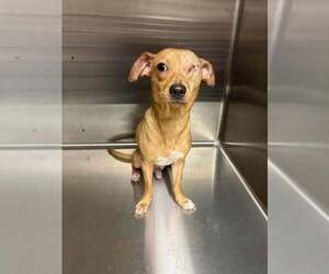 Chihuahua-Unknown Mix Dogs for adoption in New York, NY, USA