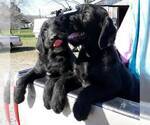 Small Photo #4 Labradoodle Puppy For Sale in VERGENNES, IL, USA
