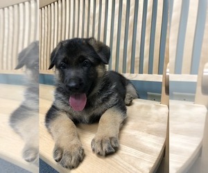 German Shepherd Dog Puppy for sale in SACO, ME, USA