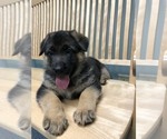 Small Photo #1 German Shepherd Dog Puppy For Sale in SACO, ME, USA