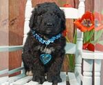 Small Photo #1 Bernedoodle Puppy For Sale in THORP, WI, USA