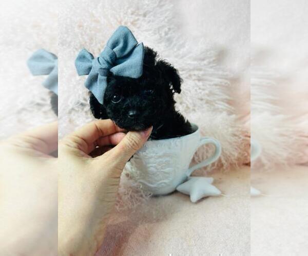 Medium Photo #26 Poodle (Toy) Puppy For Sale in TAMPA, FL, USA