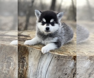 Pomsky Puppy for sale in STAPLES, MN, USA