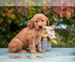 Puppy Addie Golden Retriever