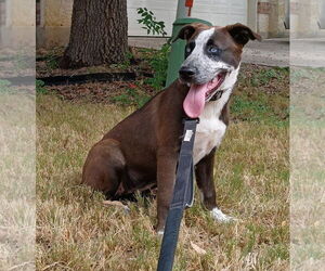 Leia - Female Siberian Husky-Staffordshire Bull Terrier Mix Dog for Adoption - Photo #2