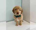 Small Photo #30 Aussiedoodle-Labradoodle Mix Puppy For Sale in BRYANTOWN, MD, USA