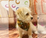 Small #2 Maltese-Maltipoo Mix