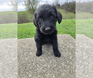 Labradoodle Puppy for sale in WILLIAMSTOWN, KY, USA