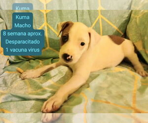 Jack Russell Terrier-Unknown Mix Dogs for adoption in Jefferson, NJ, USA